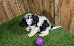 Cavapoo dogs for sale: Missy Girl 3 - Image 5