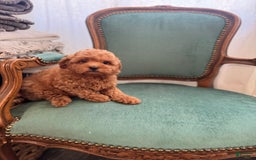 Maltipoo dogs for sale: Denver - Image 2