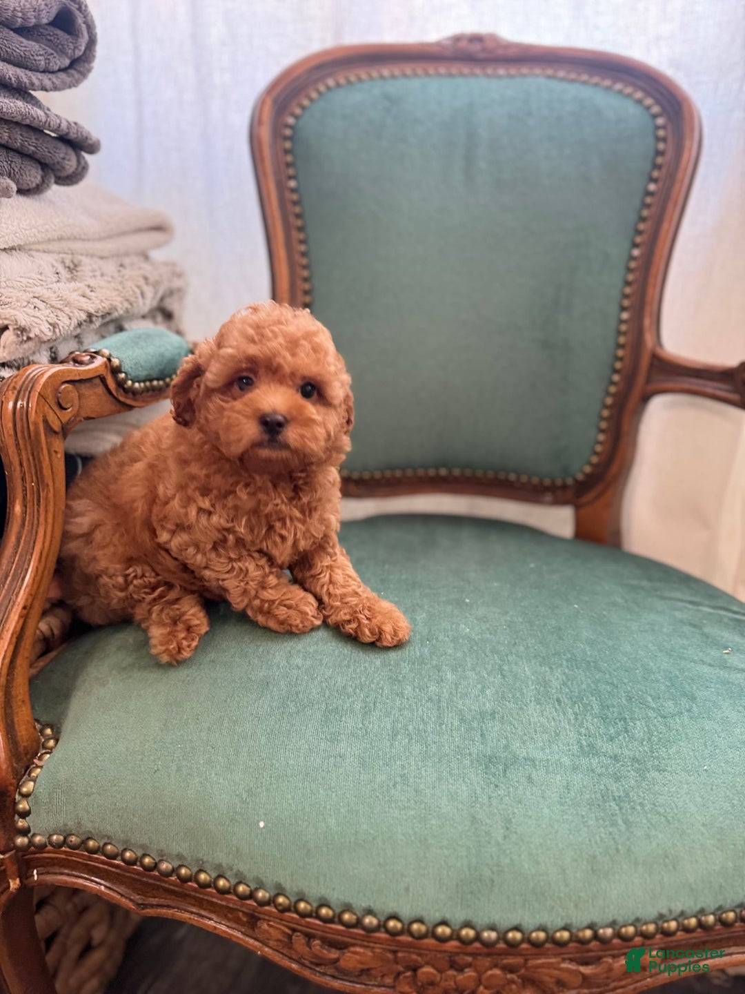 Maltipoo dogs for sale: Denver - Image 2
