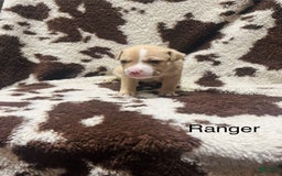 American Bully dogs for sale: Ace - Image 7