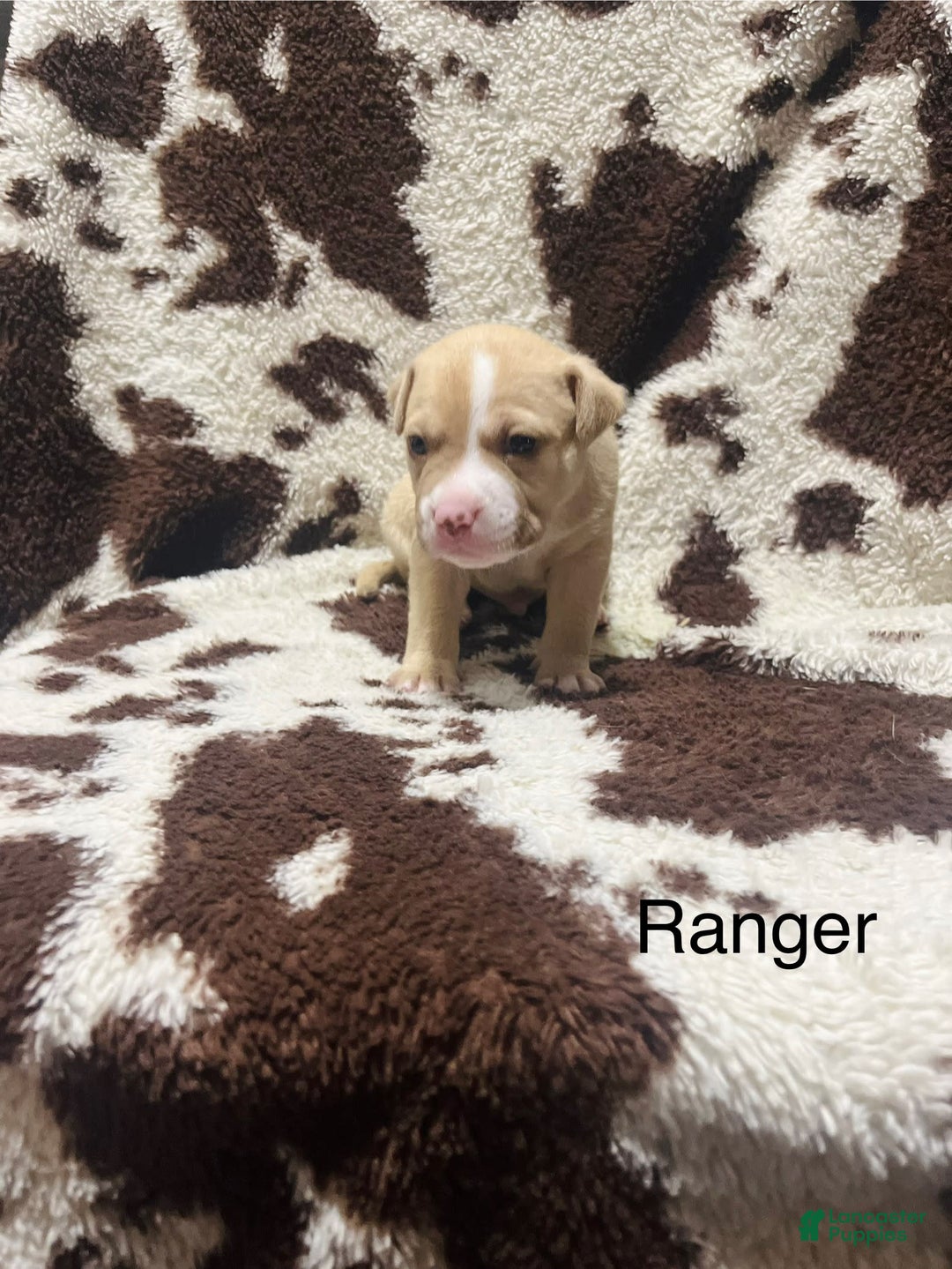American Bully dogs for sale: Ace - Image 7