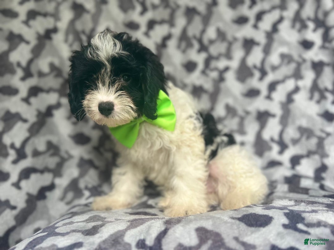 Cavapoo dogs for sale: Luke - Image 8