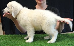 Golden Retriever dogs for sale: Golden Retriever 1 puppies - Image 3
