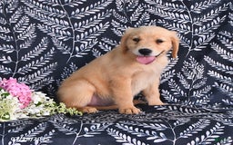Golden Retriever dogs for sale: Golden Retriever 5 puppies - Image 7