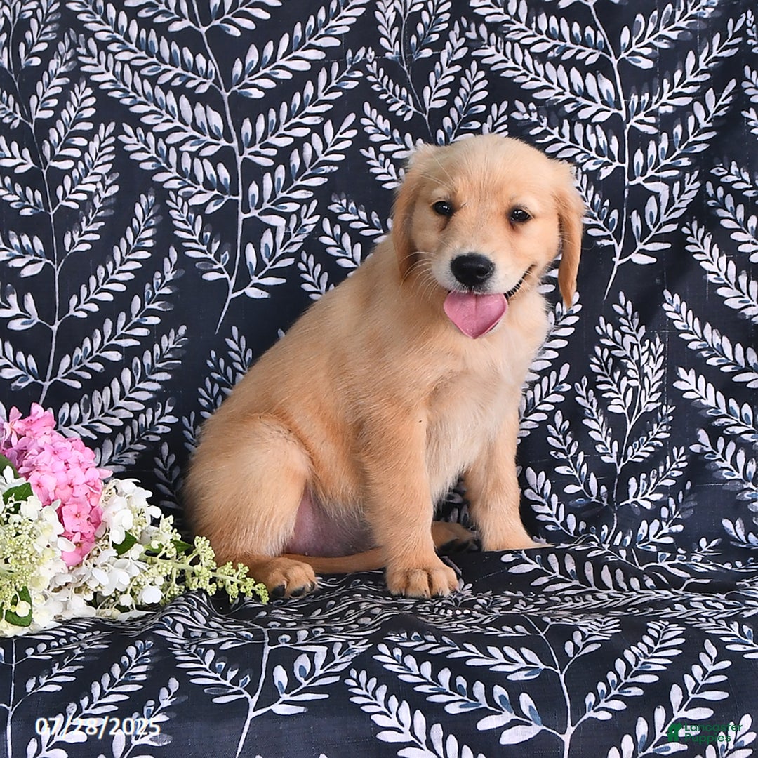 Golden Retriever dogs for sale: Golden Retriever 5 puppies - Image 7