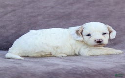Goldendoodle dogs for sale: Odessa - Image 9