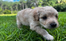 Aussiedoodle dogs for sale: Beau - Image 1
