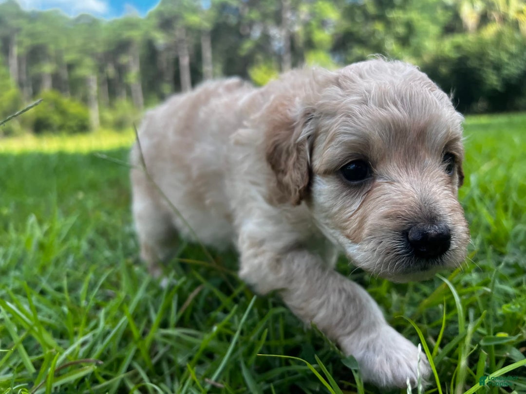 Aussiedoodle dogs for sale: Beau - Image 1