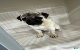 Pug dogs for sale: Mac - Image 5