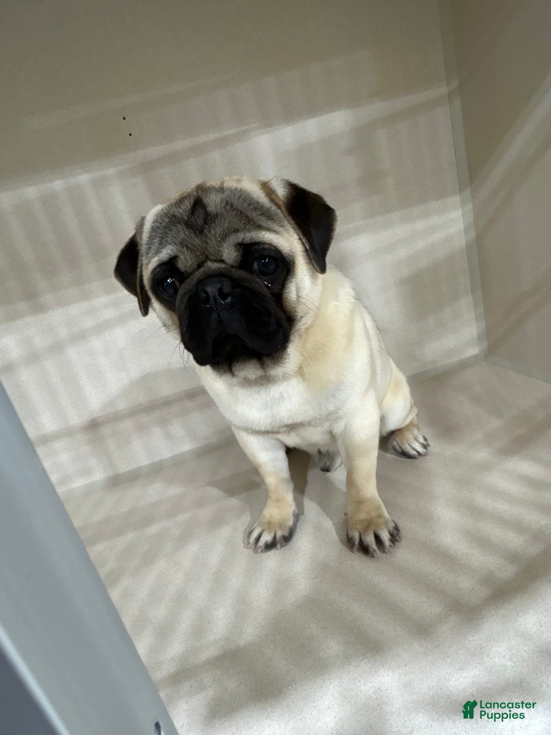 Pug dogs for sale: Mac - Image 5