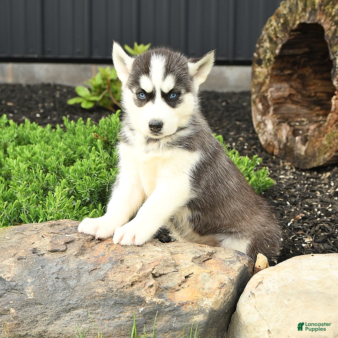 Siberian Husky dogs for sale: Taffy - Image 2
