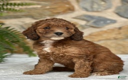 Mini Aussiedoodle dogs for sale: Reece - Image 4