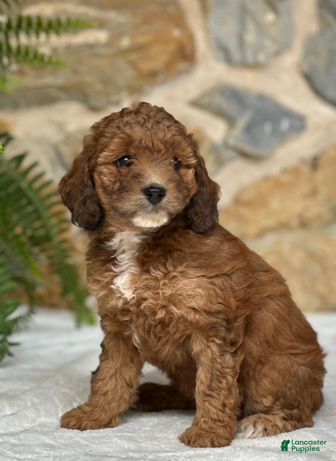 Mini Aussiedoodle dogs for sale: Reece - Image 4