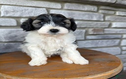 Teddy Bear dogs for sale: Evan - Image 16