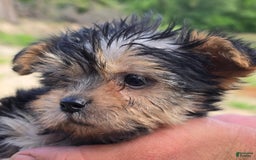 Morkie dogs for sale: Cathy - Image 2