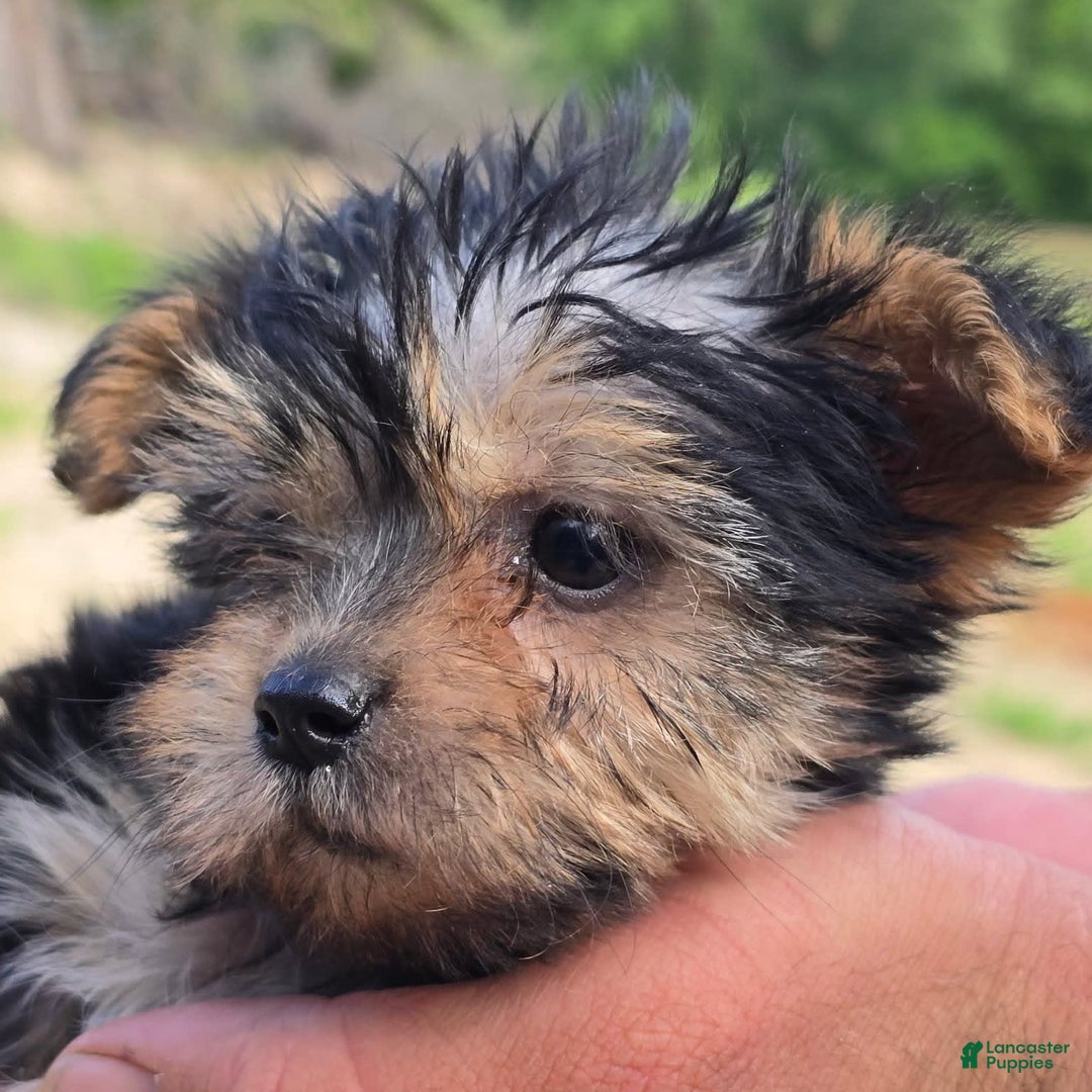 Morkie dogs for sale: Cathy - Image 2