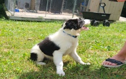 Border Collie dogs for sale: Bucky - Image 3