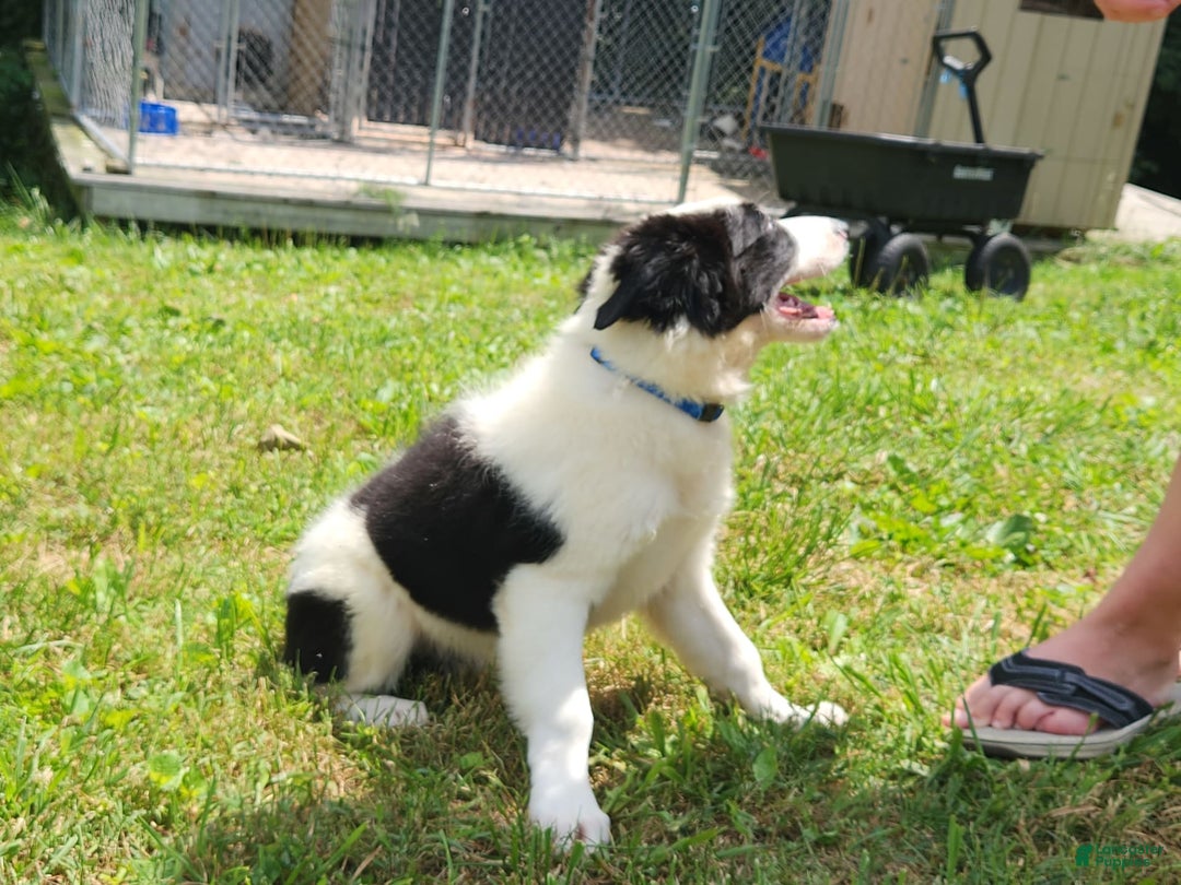 Border Collie dogs for sale: Bucky - Image 3