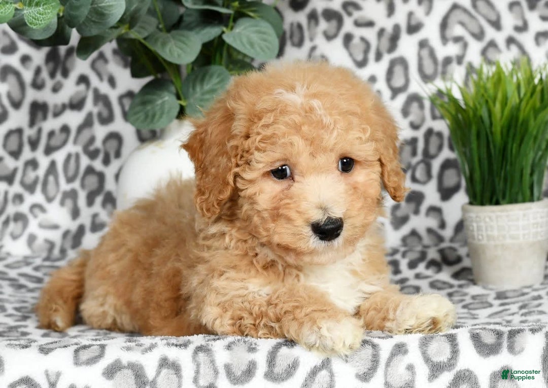 Bichpoo dogs for sale: Nolan - Image 2