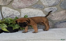 English Mastiff dogs for sale: Buck - Image 8