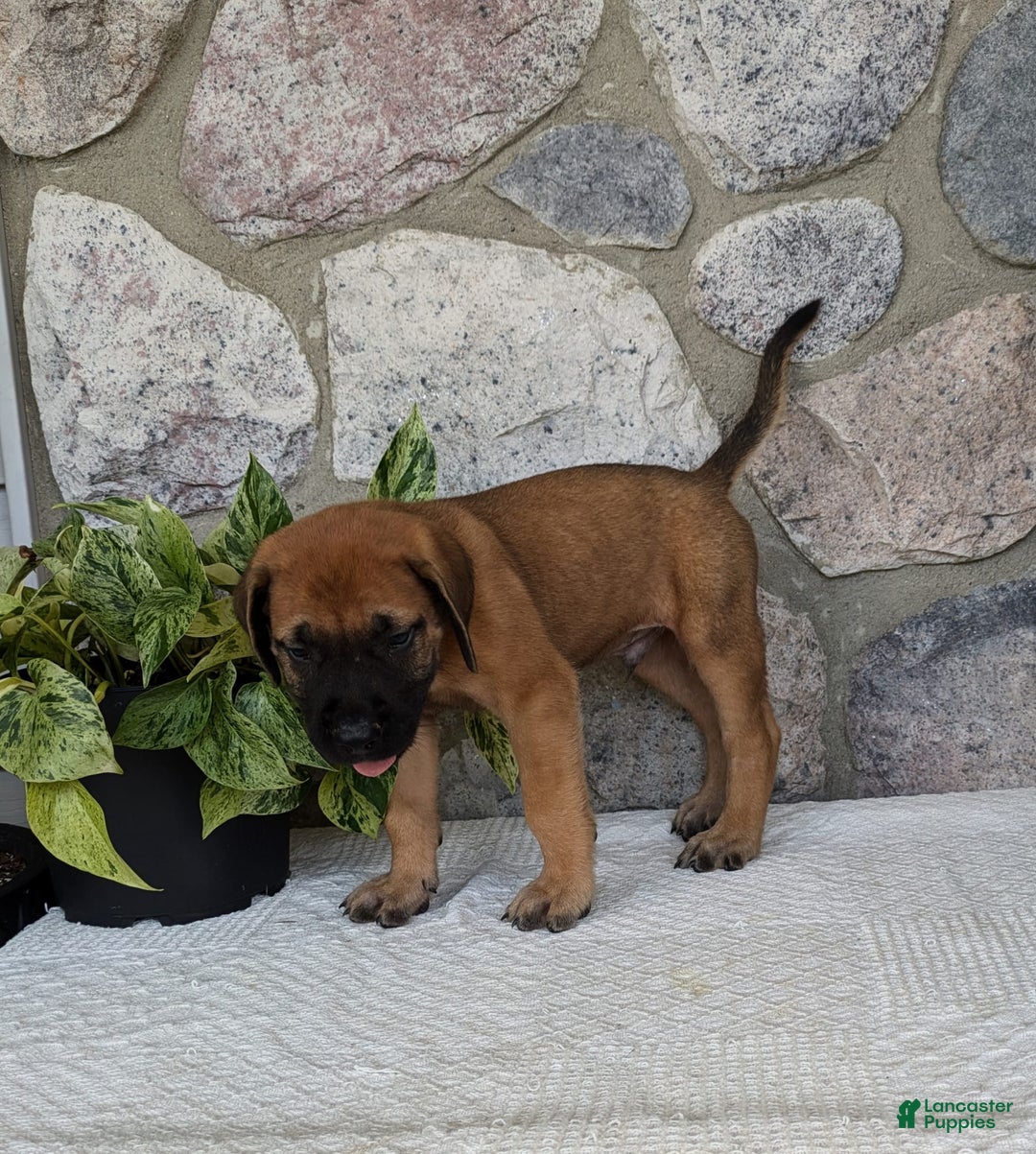 English Mastiff dogs for sale: Buck - Image 8