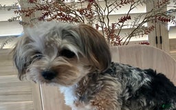 Yorkshire Terrier dogs for sale: Ty - Image 5