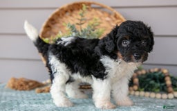 Miniature Poodle dogs for sale: Teagan - Image 2