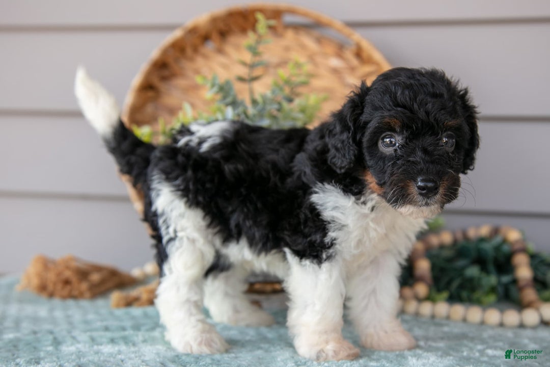 Miniature Poodle dogs for sale: Teagan - Image 2