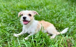 Yorkshire Terrier dogs for sale: Thelma - Image 11