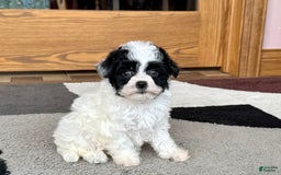 Havanese dogs for sale: Nathan - Image 6