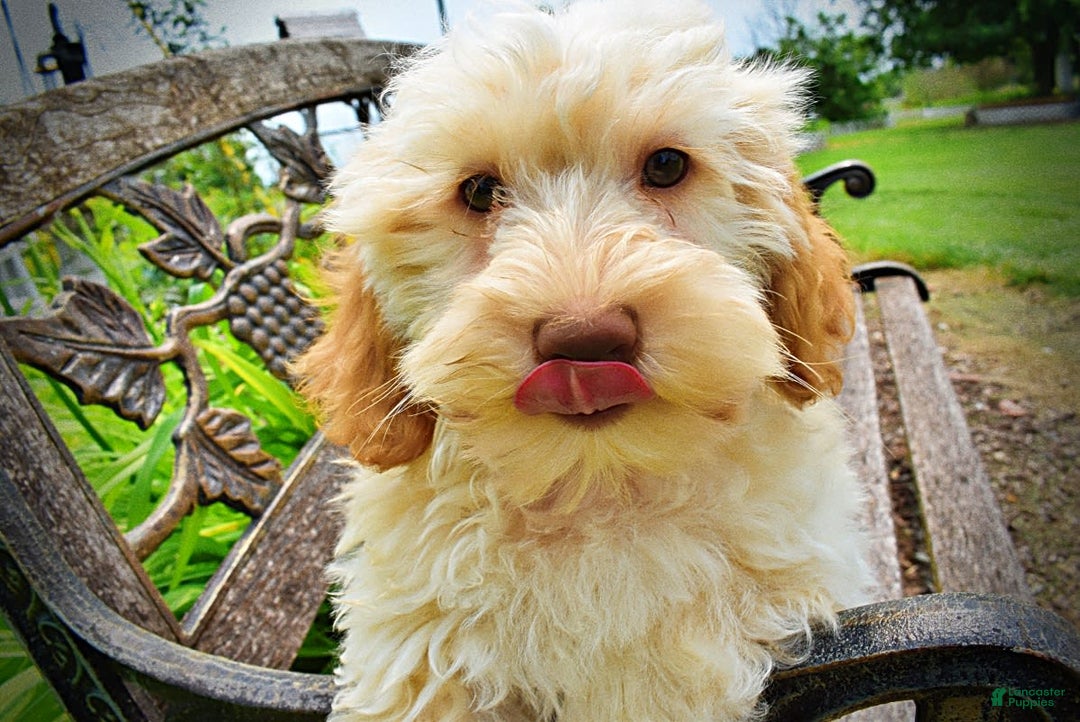 Havapoo dogs for sale: Reggie - Image 2