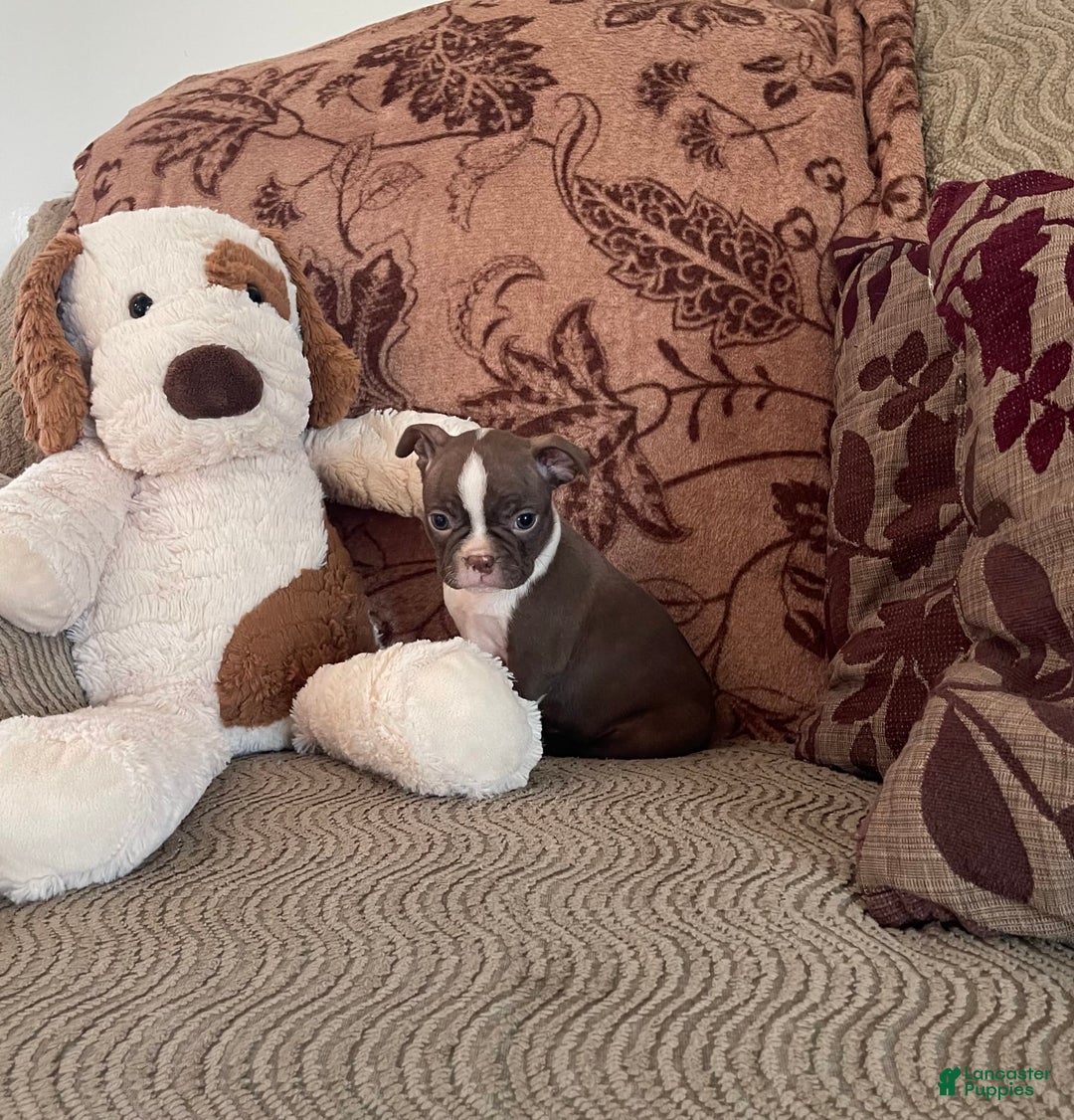 Boston Terrier dogs for sale: Tootie - Image 1