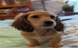 Miniature Dachshund dogs for sale: Gadsby - Image 4