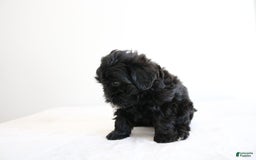 Shihpoo dogs for sale: Luna - Image 9