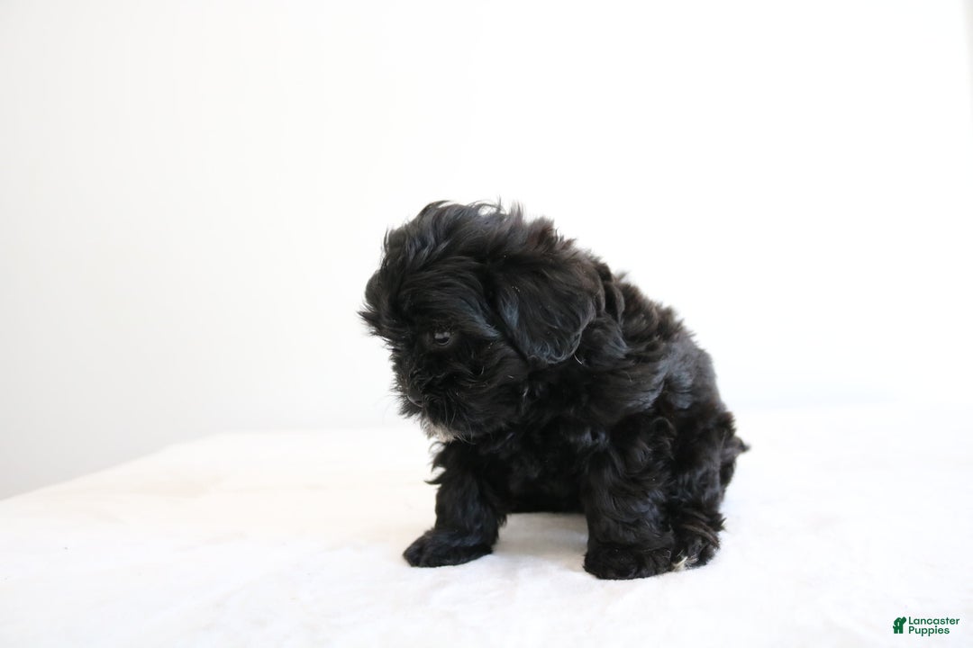Shihpoo dogs for sale: Luna - Image 9