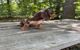Miniature Dachshund dogs for sale: Duchess - Image 4