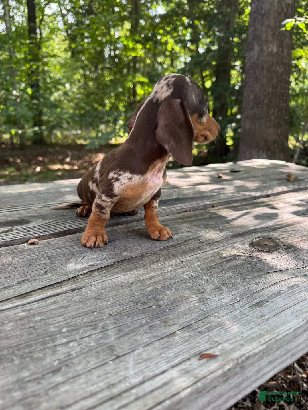Miniature Dachshund dogs for sale: Duchess - Image 4