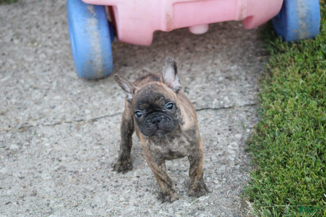 French Bulldog dogs for sale: Roland - Image 3
