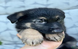 German Shepherd dogs for sale: Ben - Image 4