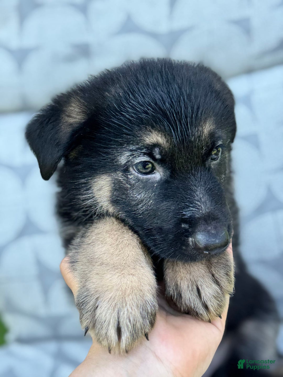 German Shepherd dogs for sale: Ben - Image 4