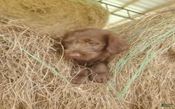 Labradoodle dogs for sale: Cocoa - Image 3