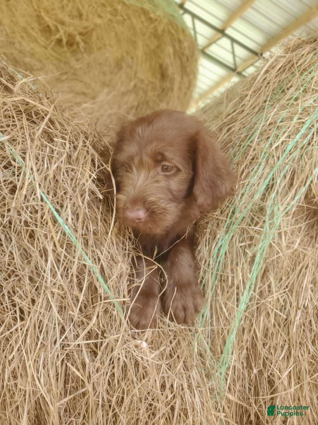Labradoodle dogs for sale: Cocoa - Image 3