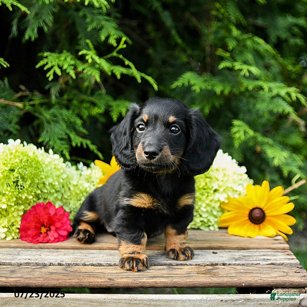 Miniature Dachshund dogs for sale: Ember - Image 5