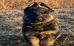 German Shepherd dogs for sale: New Litter Coming I Enclosed Pictures Of Puppies From Our First Litter - Image 4