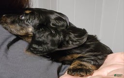 Miniature Dachshund dogs for sale: Gunner - Image 2
