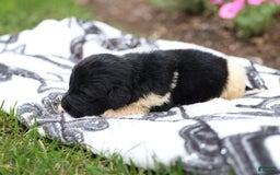 Newfoundland dogs for sale: Willow - Image 2