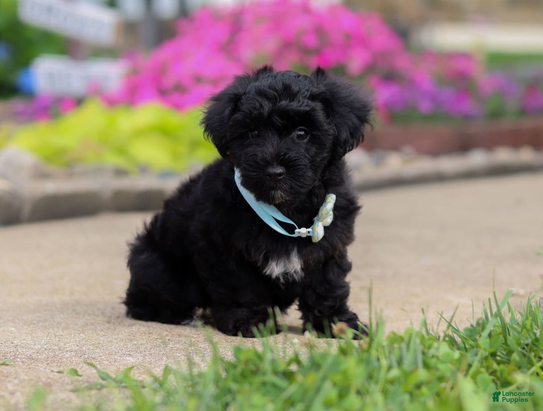 Yorkiepoo dogs for sale: Sammy - Image 3