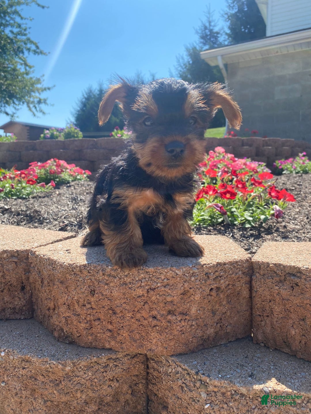 Yorkshire Terrier dogs for sale: Austin - Image 8