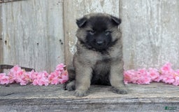 Belgian Tervuren dogs for sale: Mystic - Image 9