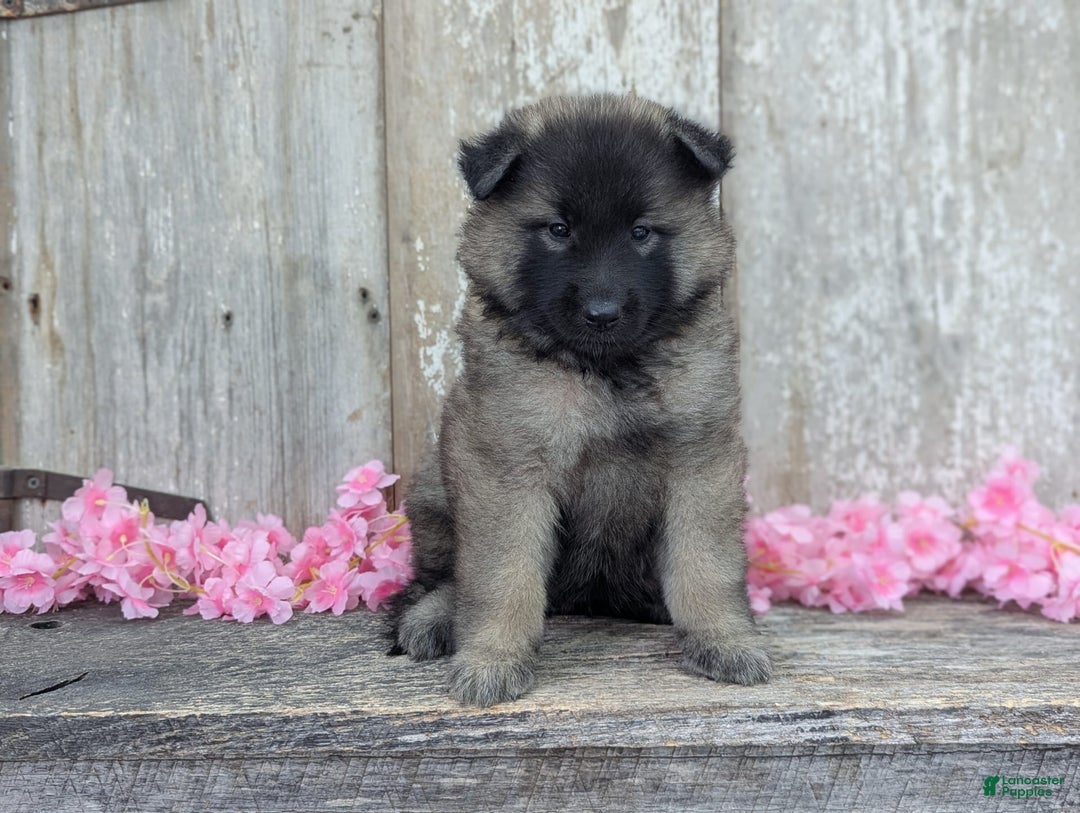 Belgian Tervuren dogs for sale: Mystic - Image 9